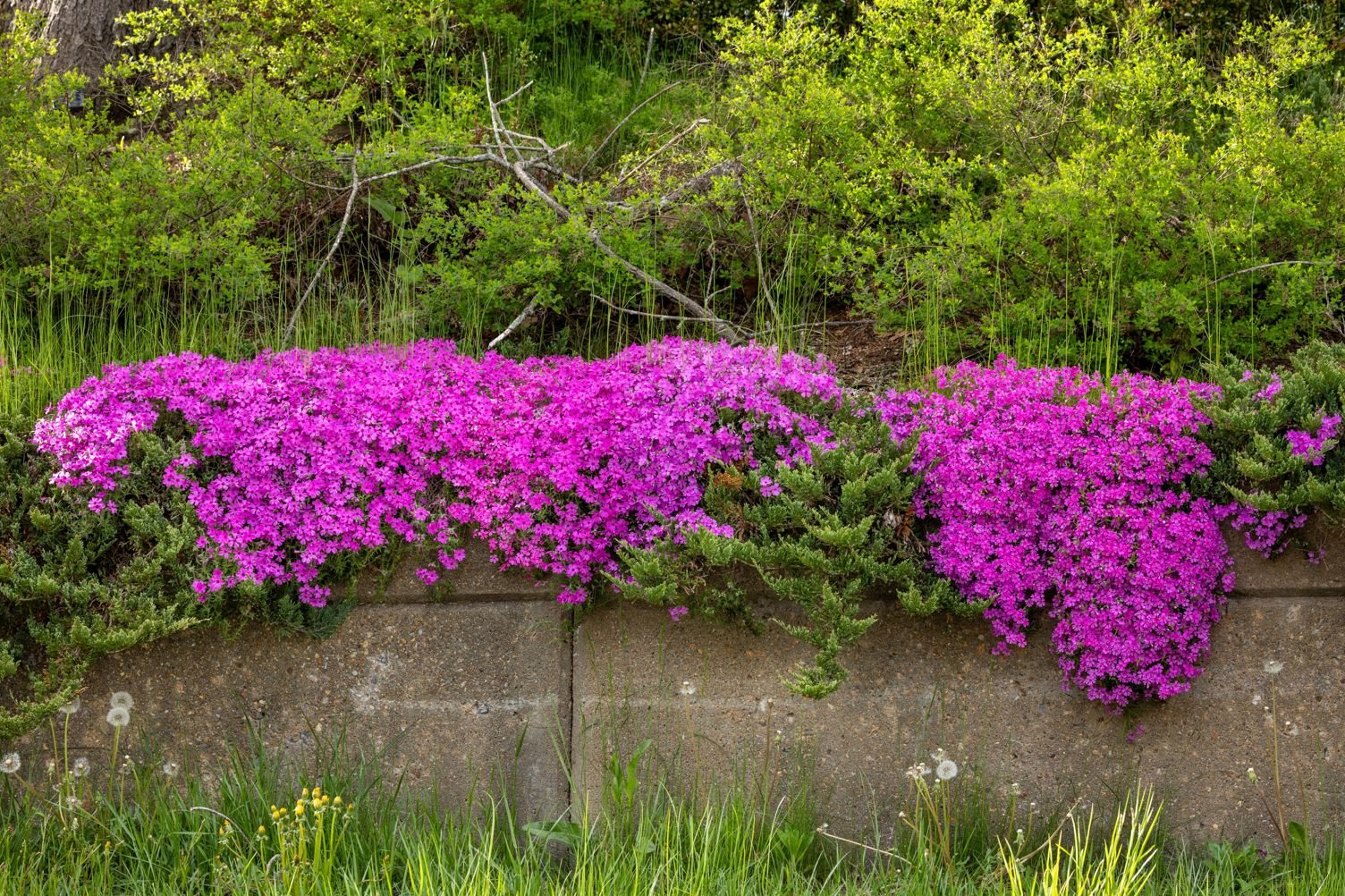 Pink creeping phlox spilling over the top of a concrete retaining wall